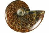 Polished Ammonite (Cleoniceras) Fossil - Madagascar #185295-1